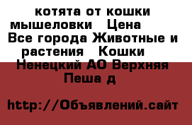 котята от кошки мышеловки › Цена ­ 10 - Все города Животные и растения » Кошки   . Ненецкий АО,Верхняя Пеша д.